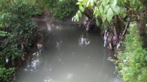 Warga Dusun Tanjung-Kepuhrejo Soroti Pencemaran Saluran di Belakang Rumah