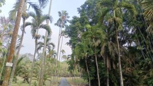 Kenali Ciri Pohon Stres, Begini Cara Kebun Raya Purwodadi Deteksi Risiko  Pohon Tumbang